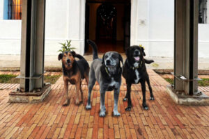 Lee más sobre el artículo Alcaldía de Ibagué brindará hogar y atención veterinaria a los guardianes del Museo Panóptico