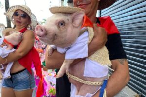Lee más sobre el artículo Ibagué vivirá una nueva versión del Desfile Sampedrino de Mascotas