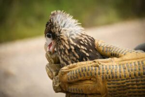 Lee más sobre el artículo Más de 450 animales han sido atendidos por Cortolima en lo corrido del 2024