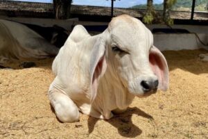 Lee más sobre el artículo ¡Agéndese! Hoy inicia en Ibagué la Feria Agropecuaria, Industrial y Bovina grado ‘A’