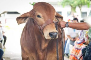 Lee más sobre el artículo Ibagué vivirá una nueva versión de la Feria Agropecuaria, Industrial y Bovina grado ‘A’