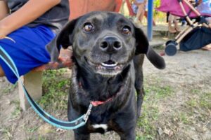 Lee más sobre el artículo ¡Aliste a su peludo! El viernes y sábado habrá jornadas gratuitas de bienestar animal en Ibagué
