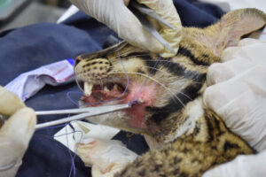 Lee más sobre el artículo Veterinarios de Cortolima operaron con éxito a ocelote rescatada en Coyaima 