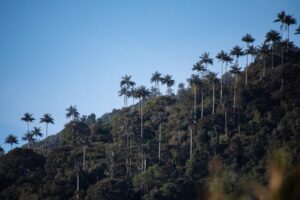 Lee más sobre el artículo Alcaldía de Ibagué busca declarar el bosque de cera de Toche como reserva natural