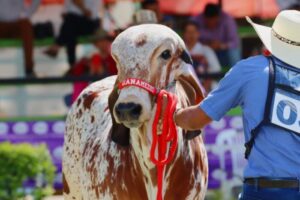Lee más sobre el artículo Con éxito culminó la Feria Agropecuaria y Bovina grado ‘A’ en Ibagué