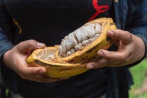 Lee más sobre el artículo En el Tolima se realizará el primer Concurso Regional de Cacao