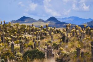 Lee más sobre el artículo Gobernación del Tolima avanza en  la protección del Parque Nacional Natural Los Nevados