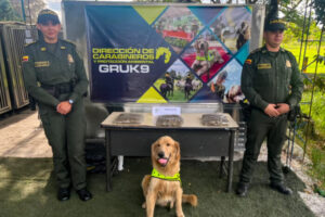 Lee más sobre el artículo Gracias al olfato de Jeffry, autoridades incautaron 3 kilos de marihuana en Ibagué 
