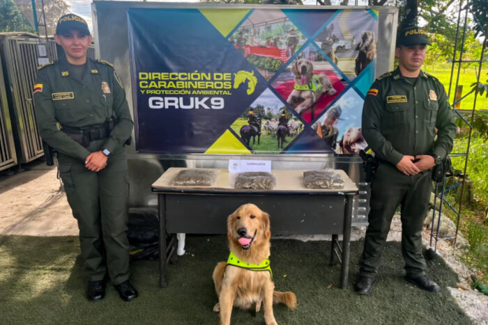 Lee más sobre el artículo Gracias al olfato de Jeffry, autoridades incautaron 3 kilos de marihuana en Ibagué 