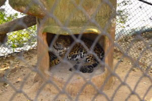 Lee más sobre el artículo El departamento del Tolima celebra el primer nacimiento de un jaguar en cautiverio