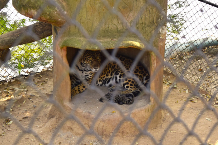 Lee más sobre el artículo El departamento del Tolima celebra el primer nacimiento de un jaguar en cautiverio