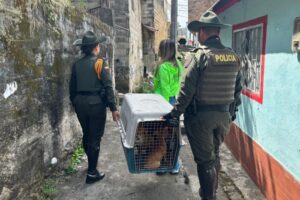Lee más sobre el artículo ¡Tome nota! Así puede denunciar casos de maltrato animal en Ibagué