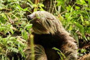 Lee más sobre el artículo Cortolima rescató y liberó al perezoso que apareció en la parte trasera de un camión en Ibagué