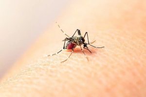 Lee más sobre el artículo El Espinal registra 1.953 casos de dengue con corte a la semana epidemiológica 44