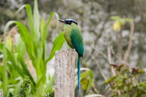 Lee más sobre el artículo Se cumplieron las primeras jornadas de avistamiento durante el Festival de Aves del Tolima