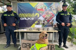 Lee más sobre el artículo Gracias al olfato de ‘Jeffry’, autoridades incautaron 250 gramos de marihuana en Ibagué