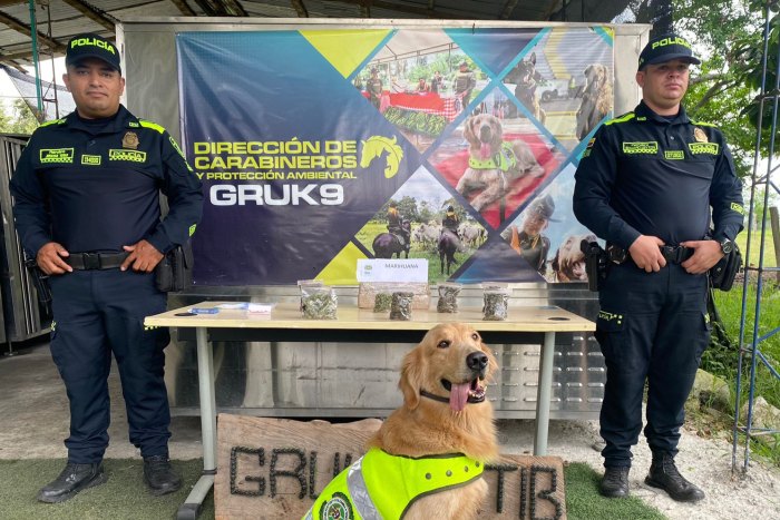Lee más sobre el artículo Gracias al olfato de ‘Jeffry’, autoridades incautaron 250 gramos de marihuana en Ibagué