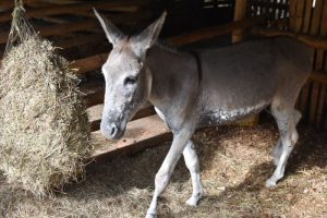 Lee más sobre el artículo El burro Medina, sobreviviente a los incendios de Coyaima, regresó a casa 100% recuperado