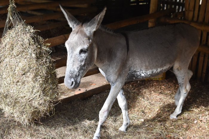 Lee más sobre el artículo El burro Medina, sobreviviente a los incendios de Coyaima, regresó a casa 100% recuperado