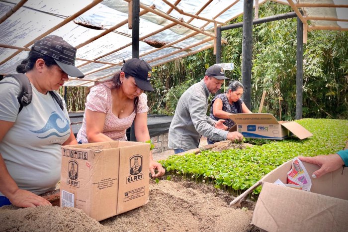 Lee más sobre el artículo Alcaldía de Ibagué entregará material vegetal a productores rurales