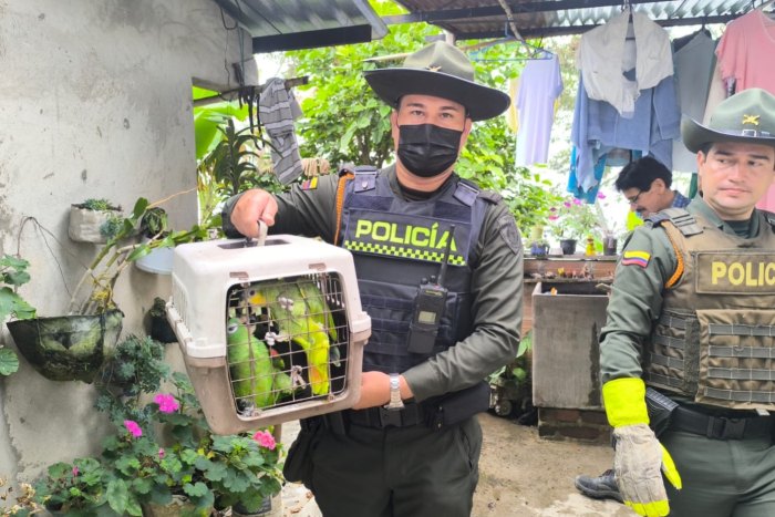 Lee más sobre el artículo Escuadrón Ambiental de la Policía Metropolitana de Ibagué rescató loros en peligro de extinción