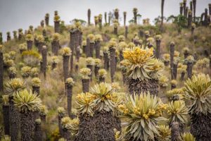 Lee más sobre el artículo Cortolima lanzó estrategia para la protección del complejo de páramo Los Nevados