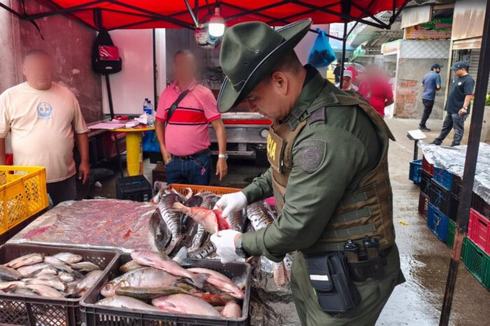 Lee más sobre el artículo Operativo en plaza de mercado de Ibagué dejó más de 21 kilos de pescado incautado