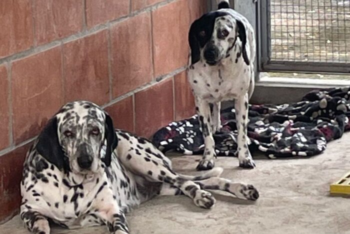 Lee más sobre el artículo CAPA atiende a dos perros que fueron hallados colgados de un árbol en Ibagué