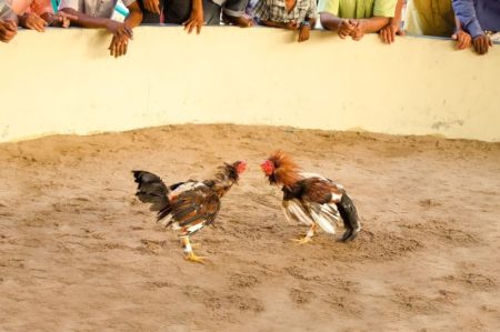 Pelea de gallos